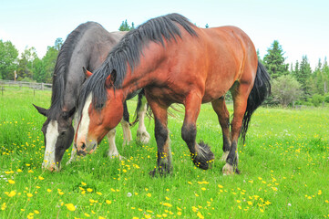 Two Clydesdale horse grazing in green summer pasture © LaurieSH
