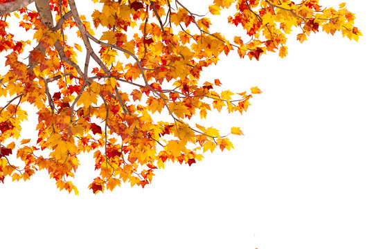 autumn leaves background