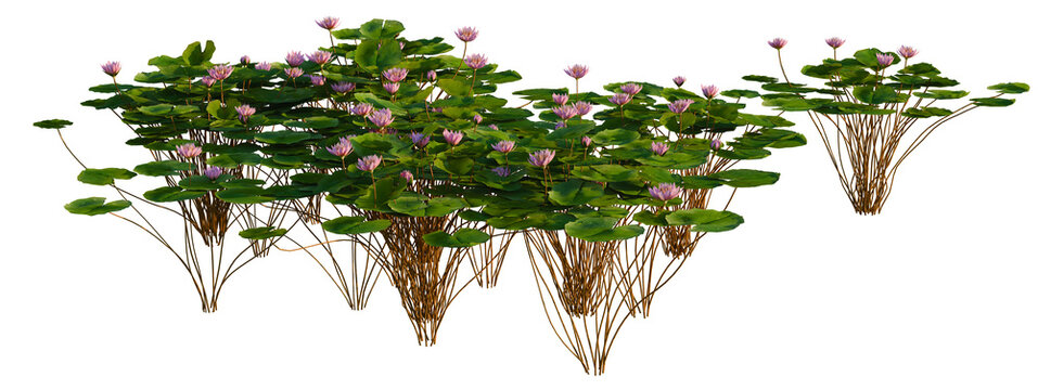 Nymphaea Orchid tree shrub, plant bush, cutout, isolate transparent background, Water Lilies and Pads Floating on Pond Surface - Detailed Botanical Illustration for Design
