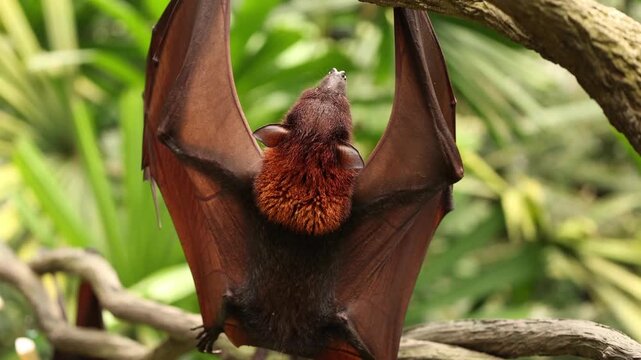 A sleepy flying fox hangs upside down from a tree branch, gently licking its fur as it slowly drifts toward sleep. The relaxed bat looks peaceful and drowsy, resting quietly in its natural habitat.