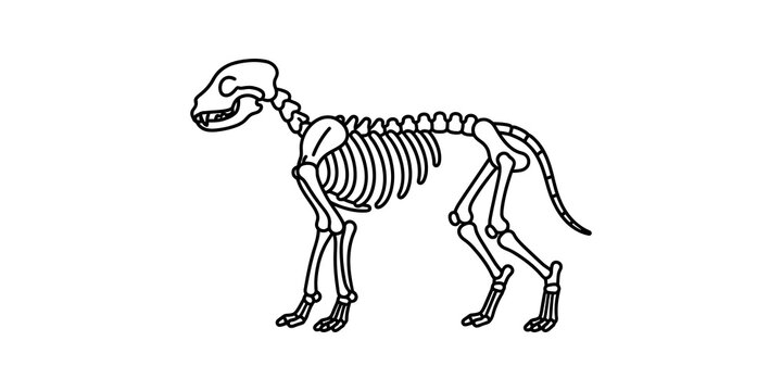 Dog skeleton line drawing for anatomy study and veterinary education purposes.