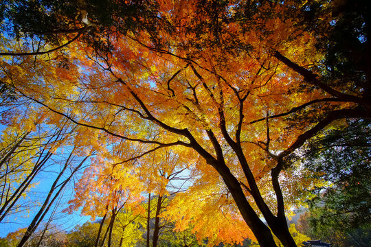 Autumn in the forest of South korea.