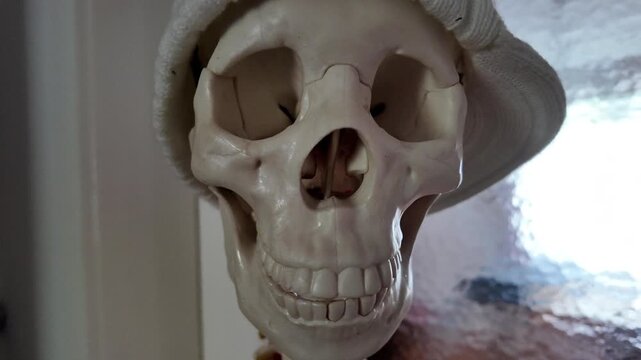 Anatomical human skull replica for medical education