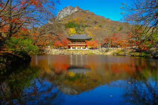 Autumn in the forest of South korea.