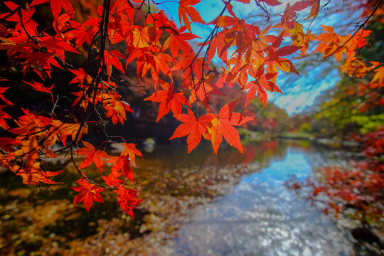 Autumn in the forest of South korea.