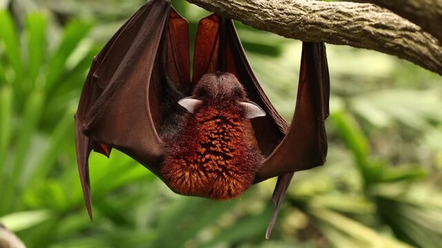 A sleepy flying fox hangs upside down from a tree branch, gently licking its fur as it slowly drifts toward sleep. The relaxed bat looks peaceful and drowsy, resting quietly in its natural habitat.