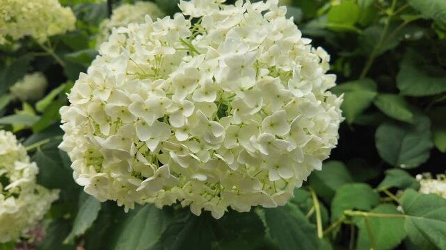 Stunning close-up of white hydrangea inflorescence in summer bloom