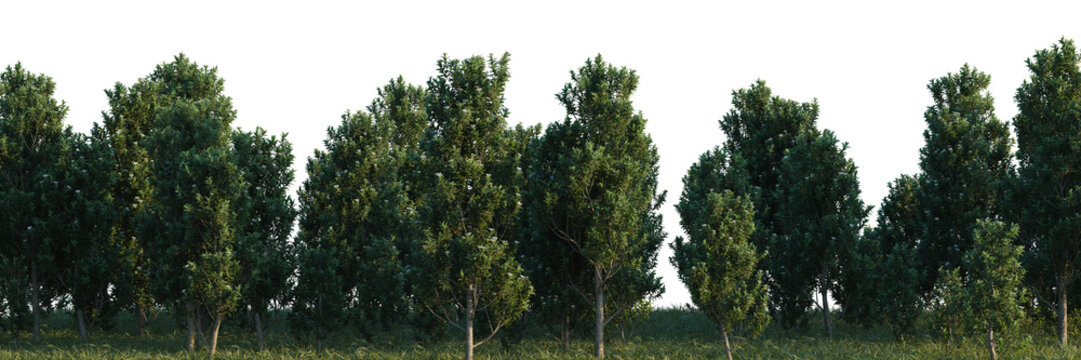 Magnolia grandiflora Teddy Bear tree shrub, plant bush, cutout, isolate transparent background, Dense green forest landscape with lush trees and vibrant foliage, natural environment panorama