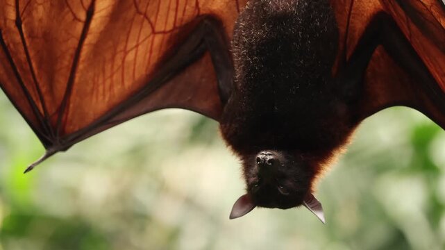 A sleepy flying fox hangs upside down from a tree branch, gently licking its fur as it slowly drifts toward sleep. The relaxed bat looks peaceful and drowsy, resting quietly in its natural habitat.