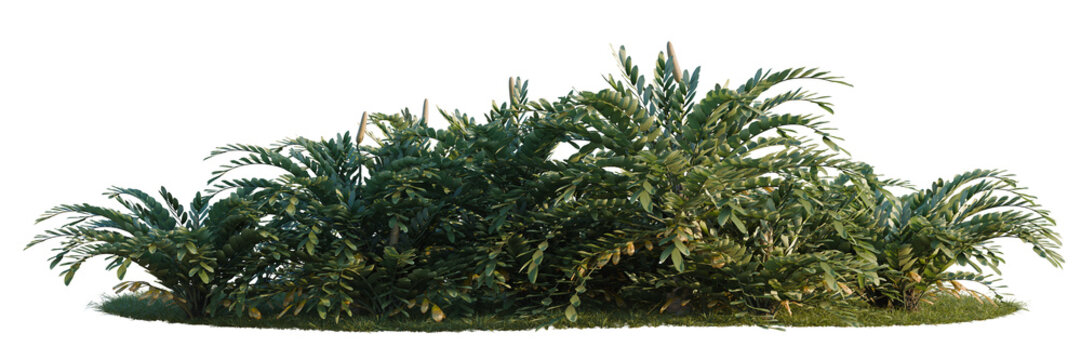 Zamia furfuracea tree shrub, plant bush, cutout, isolate transparent background, Detailed lush green bush with vibrant foliage - perfect for landscape design or botanical illustrations.