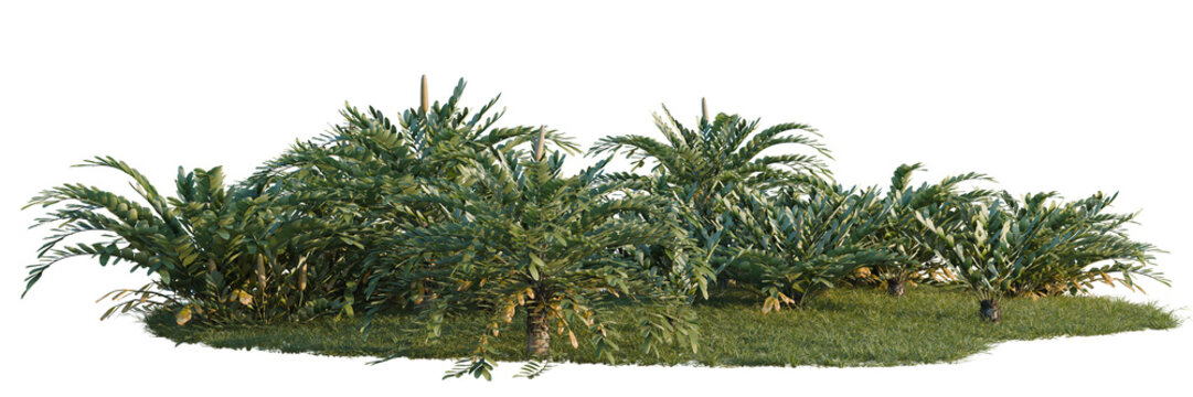 Zamia furfuracea tree shrub, plant bush, cutout, isolate transparent background, Dense tropical foliage with banana plants in a lush green landscape - perfect for outdoor scenes.