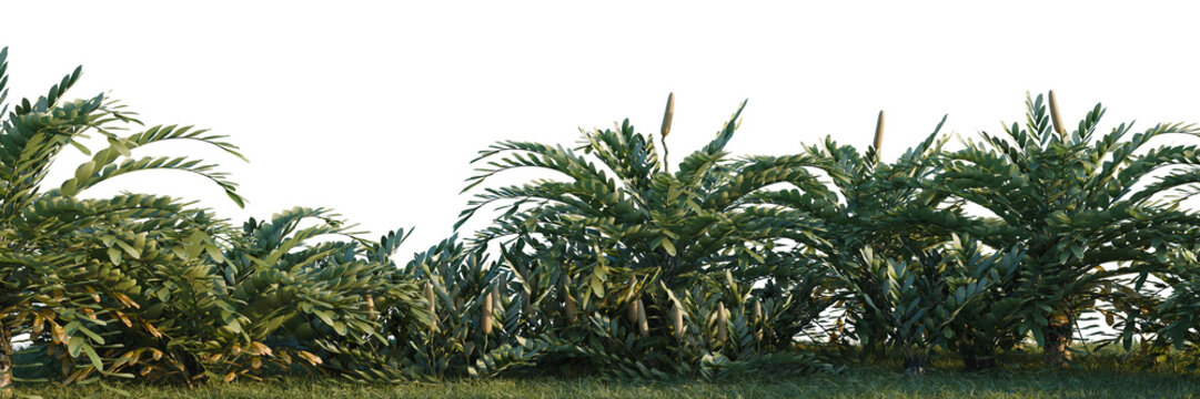 Zamia furfuracea tree shrub, plant bush, cutout, isolate transparent background, Lush Green Foliage Border - Tropical Plants Seamless Pattern for Game Design and Backgrounds