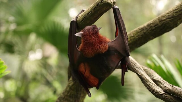 A sleepy flying fox hangs upside down from a tree branch, gently licking its fur as it slowly drifts toward sleep. The relaxed bat looks peaceful and drowsy, resting quietly in its natural habitat.
