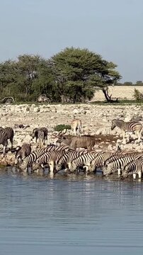 Zebras Drinking at a Waterhole in Etosha National Park, Namibia
