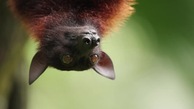A sleepy flying fox hangs upside down from a tree branch, gently licking its fur as it slowly drifts toward sleep. The relaxed bat looks peaceful and drowsy, resting quietly in its natural habitat.
