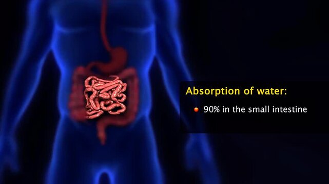 Absorption of water in body