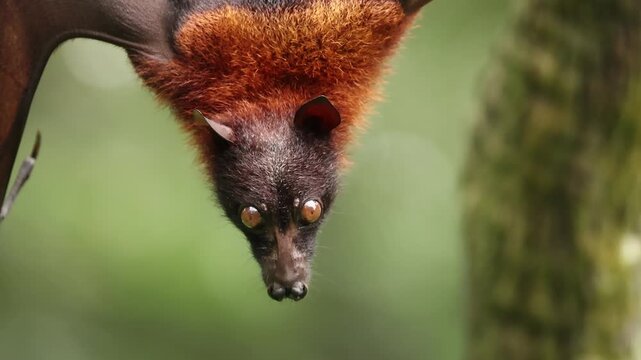 A sleepy flying fox hangs upside down from a tree branch, gently licking its fur as it slowly drifts toward sleep. The relaxed bat looks peaceful and drowsy, resting quietly in its natural habitat.