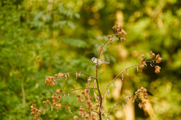 Blue tit perched on a dry seed-bearing stem, surrounded by curled leaves and burr-like seed heads © in_colors