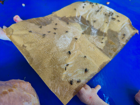 ​Sticky Fly Paper Trap with Caught Houseflies for Pest Control and Food Hygiene