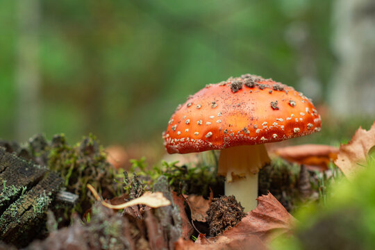 Red fly agaric Amanita muscaria mushroom growing among fallen autumn leaves in forest floor. Poisonous wild mushroom, toadstool fungi species, ecology and woodland nature concept.