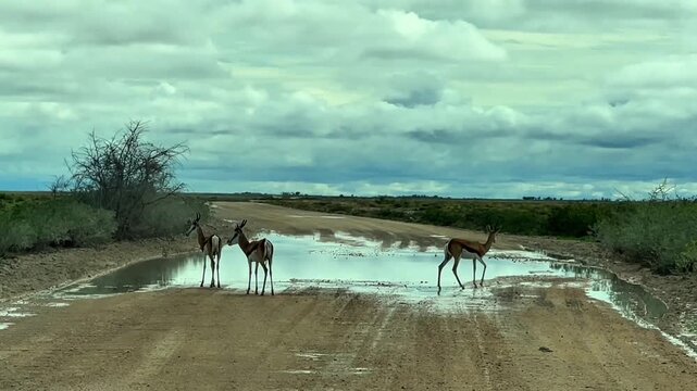 Springboks Standing on a Wet Road After Rain in Namibia