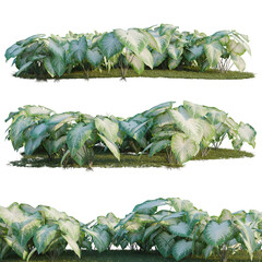Caladium Aaron tree shrub, plant bush, cutout, isolate transparent background, Silver Queen Philodendron Bushes - Lush Greenery for Landscaping and Garden Design Projects © DH Tree Stock