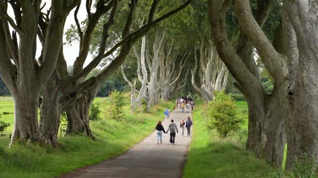 The Dark Hedges beech tree avenue in Northern Ireland