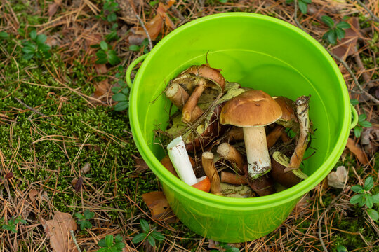 Freshly picked wild edible mushrooms including boletus edulis inside green plastic bucket on forest floor. Mushroom foraging, autumn harvest, organic food collecting and outdoor activity concept.