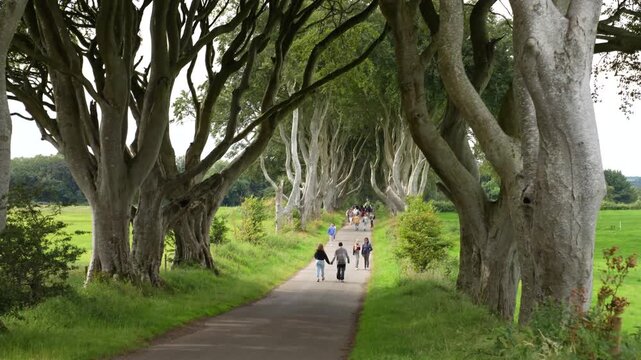 The Dark Hedges beech tree avenue in Northern Ireland