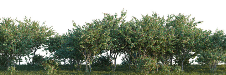 Eugenia uniflora tree shrub, plant bush, cutout, isolate transparent background, Dense row of lush green trees with a clean background for versatile design use. © DH Tree Stock