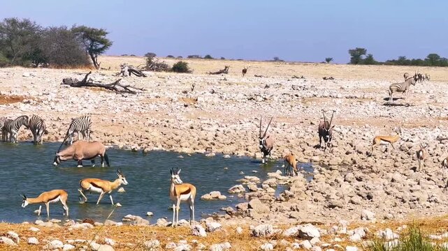 Gemsbok, Springboks and Zebras at an Etosha Waterhole, Namibia
