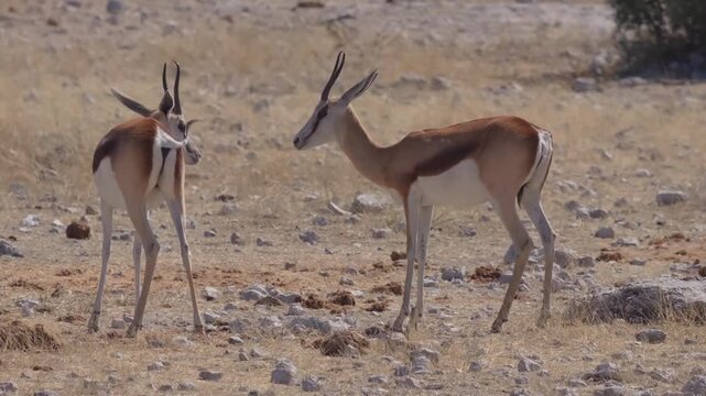 Springbok Pair in Etosha National Park, Namibia