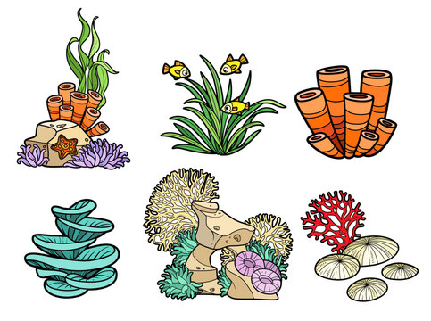 Sandstone on which corals and sponges grow with algae and starfishes and sea elements color variation