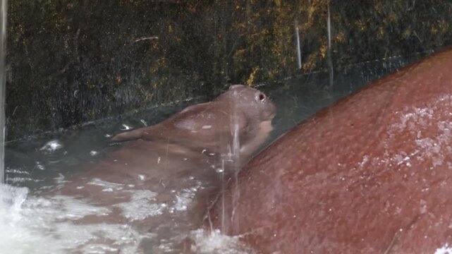 One month old baby pygmy hippo sleeping safely behind her mother, lifting her head and opening nostrils to breathe by natural instinct