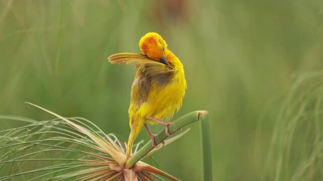 A small yellow African bird perched in the natural environment of Amboseli National Park, Kenya, photographed during a wildlife safari.