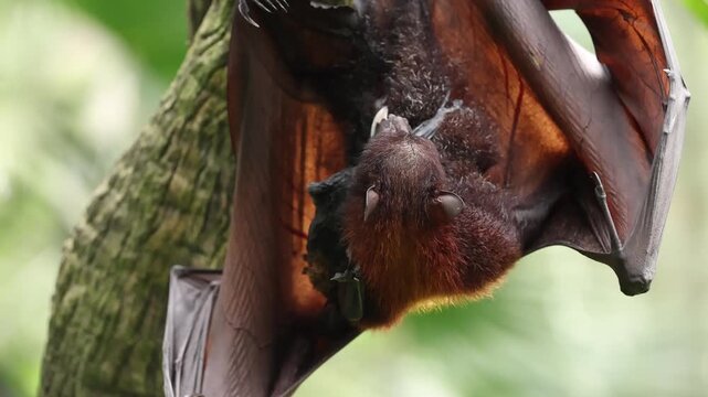 A female flying fox has just given birth to her newborn pup, still covered in blood and attached by the umbilical cord. Hanging upside down from a tree branch, the mother carefully licks and cleans