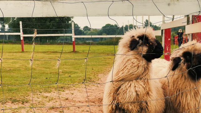 Side view of a child feeding fluffy Valais Blacknose sheep through a wire mesh fence while holding an ostrich feather at a petting zoo farm.