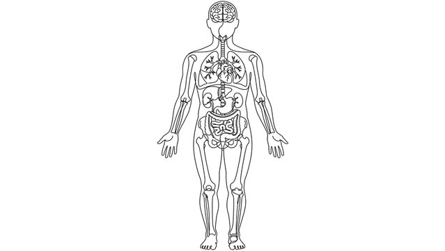 Human Body Anatomy white background.