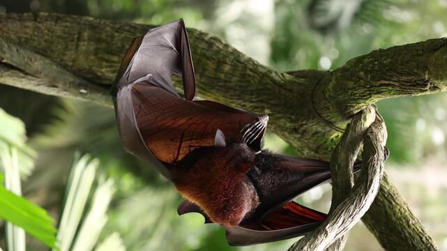 A female flying fox has just given birth to her newborn pup, still covered in blood and attached by the umbilical cord. Hanging upside down from a tree branch, the mother carefully licks and cleans