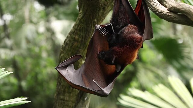 A female flying fox has just given birth to her newborn pup, still covered in blood and attached by the umbilical cord. Hanging upside down from a tree branch, the mother carefully licks and cleans