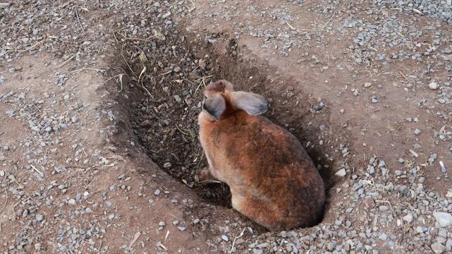 Footage of a brown rabbit digging, reveals its nature of restless seeker
