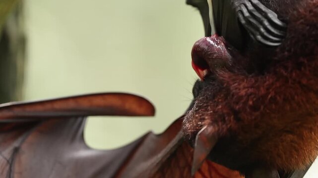 A female flying fox has just given birth to her newborn pup, still covered in blood and attached by the umbilical cord. Hanging upside down from a tree branch, the mother carefully licks and cleans