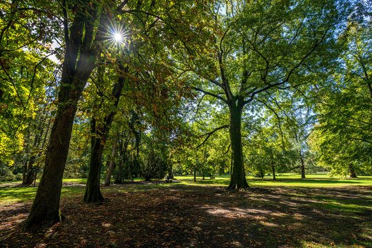 Sunburst filtering through lush tree branches in Parco Massari of Ferrara