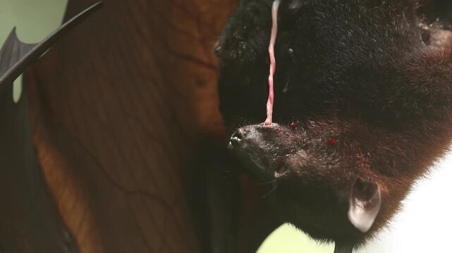 A female flying fox has just given birth to her newborn pup, still covered in blood and attached by the umbilical cord. Hanging upside down from a tree branch, the mother carefully licks and cleans
