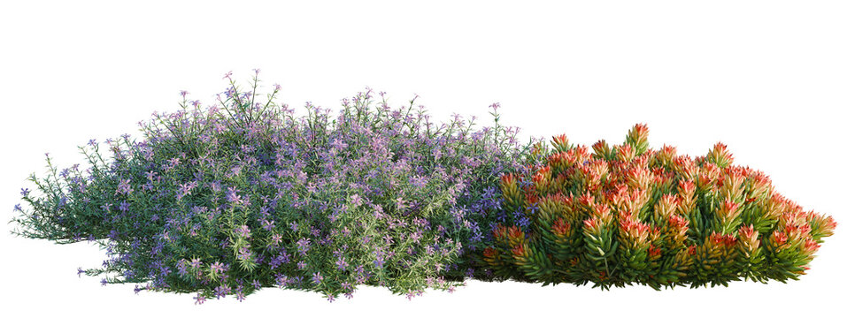 Phlox subulata, Sedum rupestre Angelina and Teucrium ch tree shrub, plant bush, cutout, isolate transparent background, Two Lush Shrubs with Contrasting Foliage - Purple Lavender & Reddish Evergreen