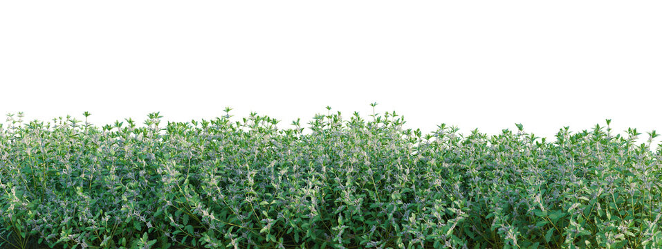 Teucrium chamaedrys tree shrub, plant bush, cutout, isolate transparent background, Dense Green Foliage Border - Lush Vegetation Texture for Design Elements & Digital Backgrounds