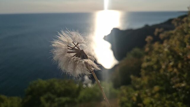 Dandelion seeds disperse over the sea at sunset, revealing delicate white fluff flying into the air. Static macro shot with depth of field.