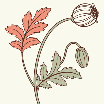 Vintage botanical line of a poppy seed pod and a flower bud with serrated leaves in muted peach and olive green color tones