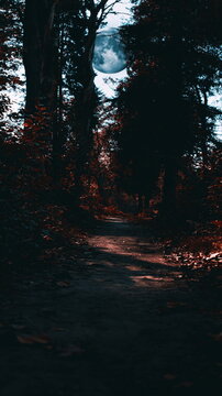 Ethereal Moonlight Streaming Through Lush Forest Canopy Illuminating Serene Wilderness