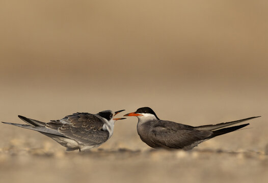 Juvenile White-cheeked Tern begging for food infront of mother Tubli, Bahrain